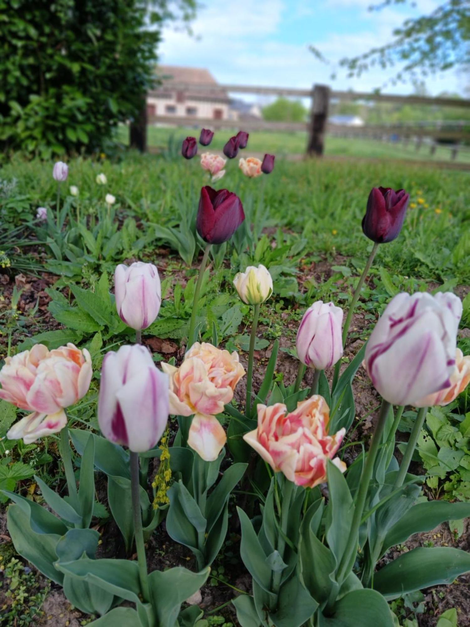 Bed and Breakfast Domaine Des Ifs Le Pin  Екстер'єр фото